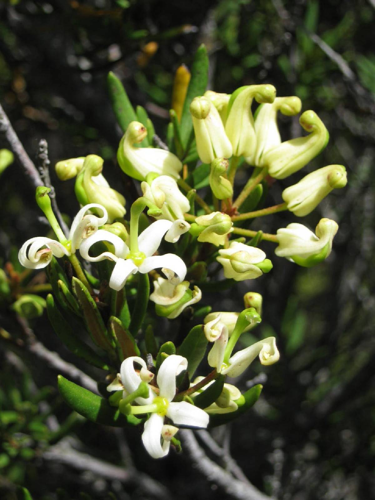 Lomatia polymorpha flowers and buds, Mountain guitar plant, Platypus Tarn Track Mount Field National Park (NP)