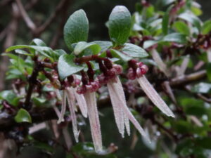 female Flowers