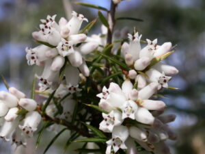 Buds and flowers