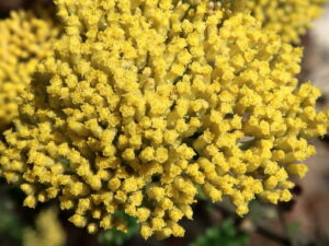 Tubular flower cluster