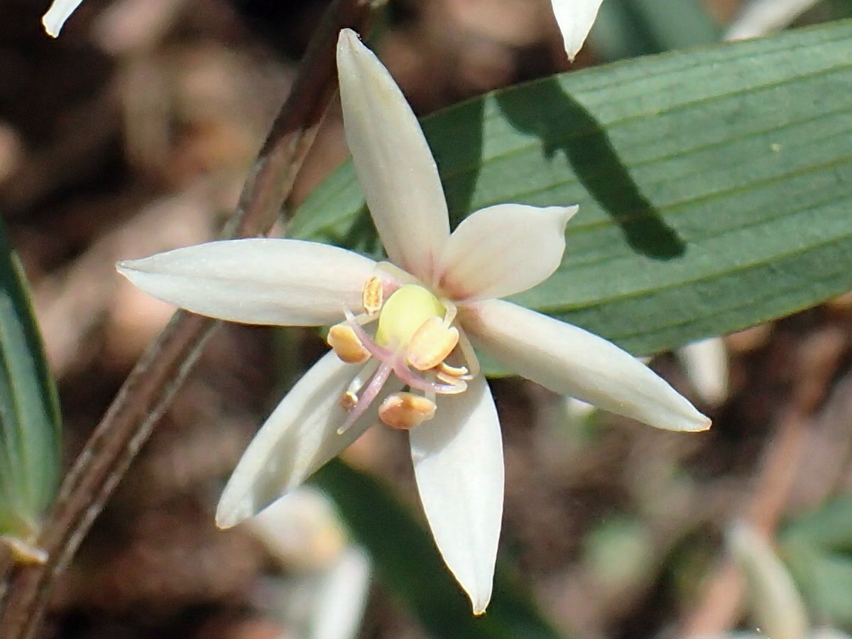 Drymophila cyanocarpa flower showing the 3 large anthers around the pale yellow ovary, Turquoise berry, Greens Beach Conservation Area, photo © Mark Wapstra
