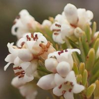 acrothamnus-montanus-05