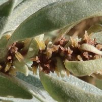 atriplex-cinerea-01