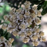 cassinia-aculeata-01