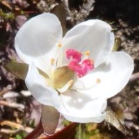 drosera-arcturi-01