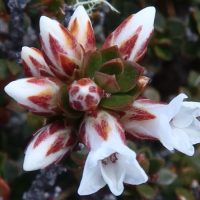 epacris-serpyllifolia -01