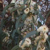 eucalyptus-globulus-01