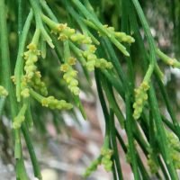 exocarpos-cupressiformis-01