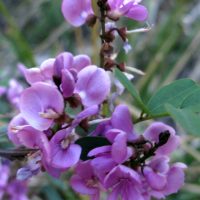 Buds and flowers
