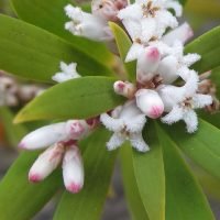 leucopogon-parviflorus-01