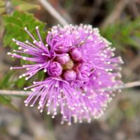 melaleuca-squamea-01