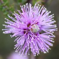 melaleuca-squamea-01