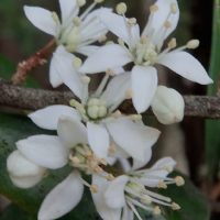 nematolepis-squamea-01