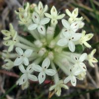 pimelea-humilis-01