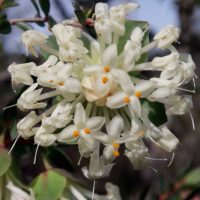 pimelea-linifolia-01