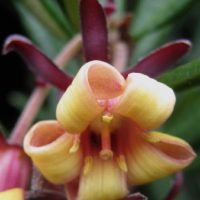 pittosporum-bicolor-01