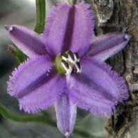 thysanotus-patersonii-01